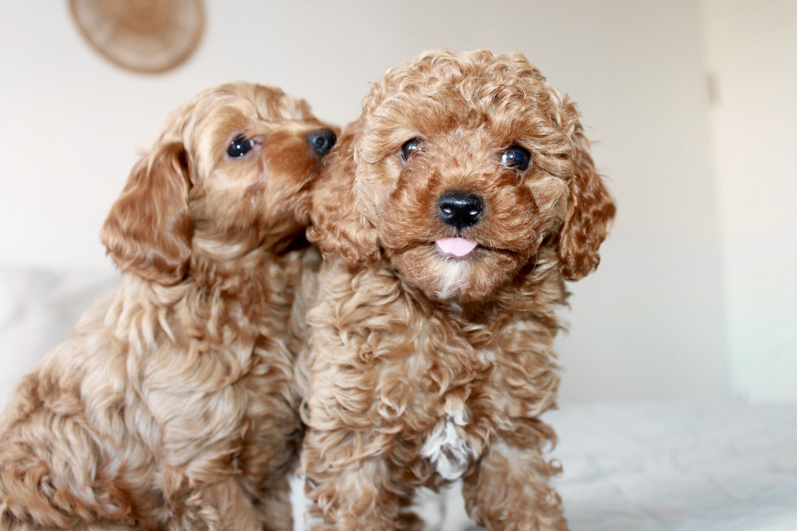 Cockapoo, kokapu.lt