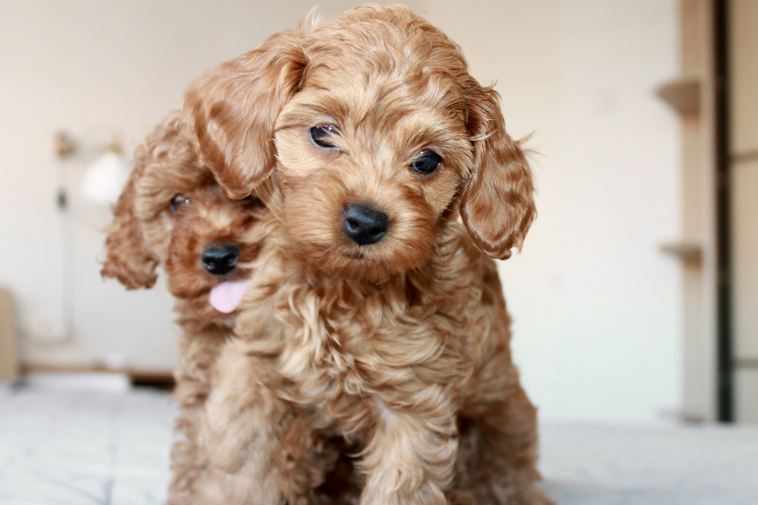 Cockapoo, kokapu.lt