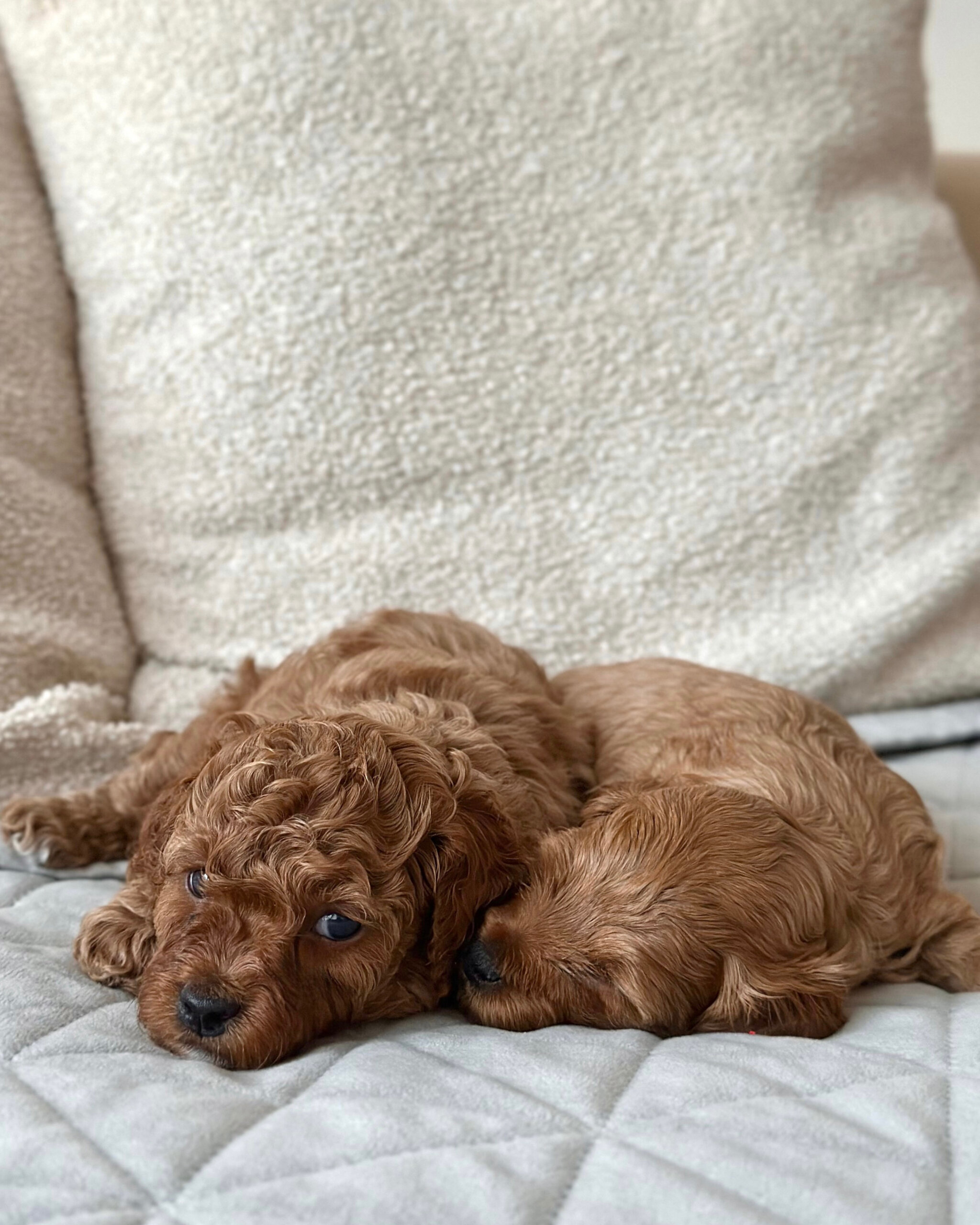 Cockapoo, kokapu.lt